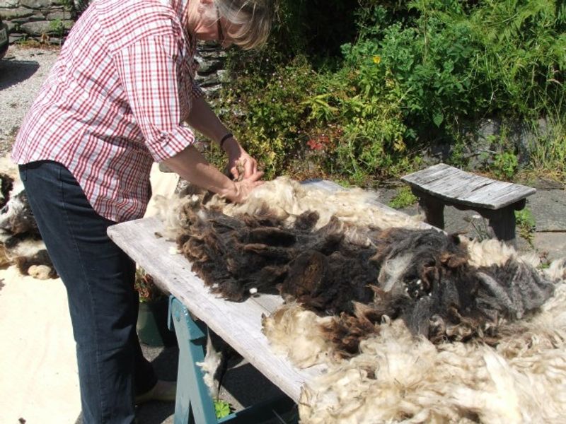 Sorting and selecting raw fleece in preparation for teasing and carding