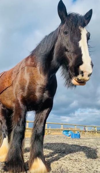 Meditation with Horses