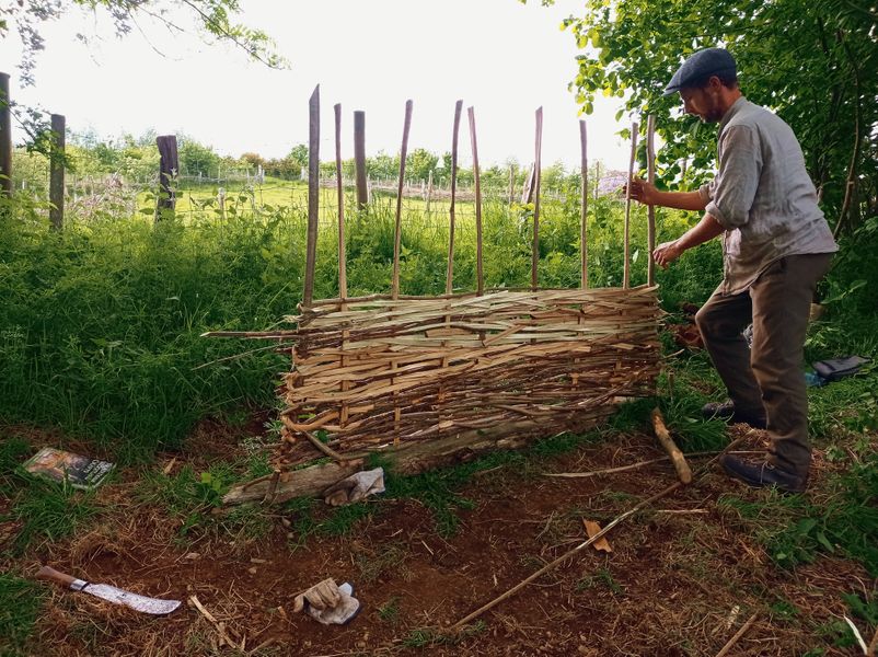 Hazel hurdle in the making