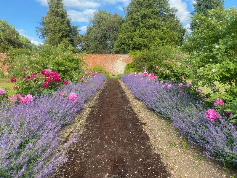 lavender and peonies in Turvey House walled garden
