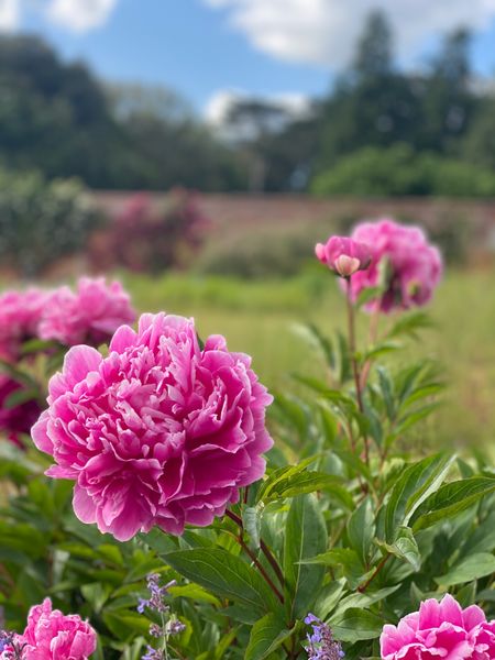 Peonies at Turvey House
