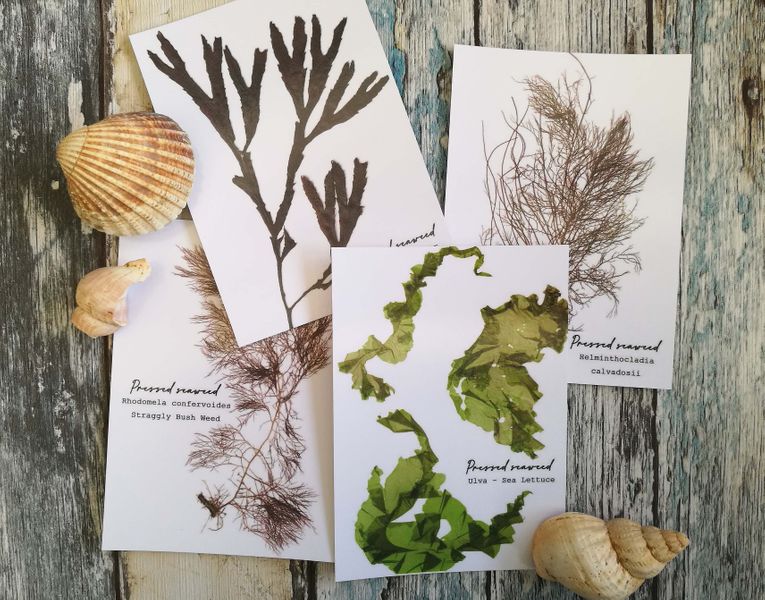 Seaweed pressing postcards