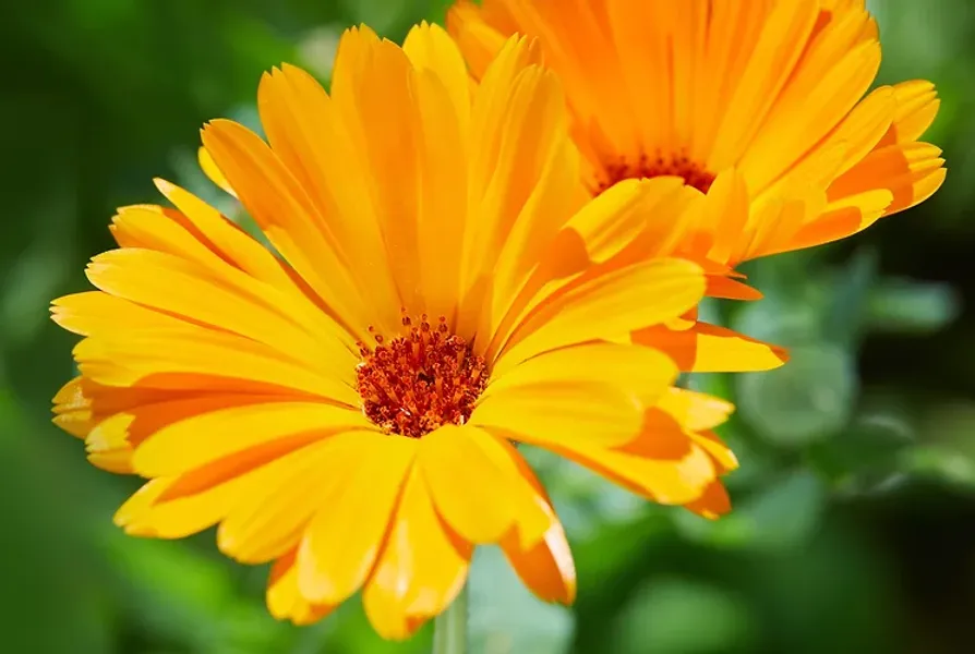 Calendula for soothing