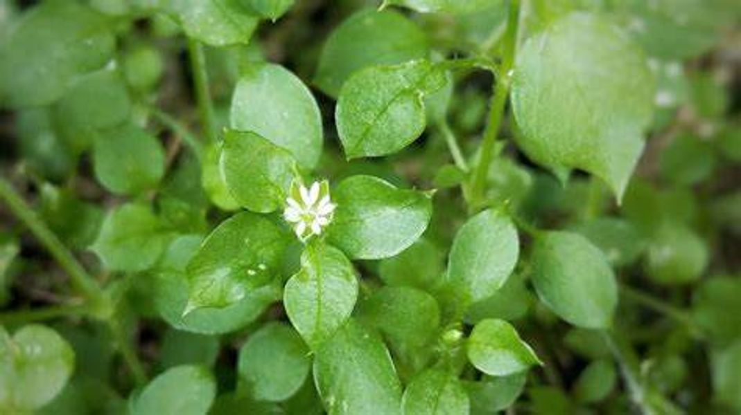 Chickweed for cuts, grazes etc.

