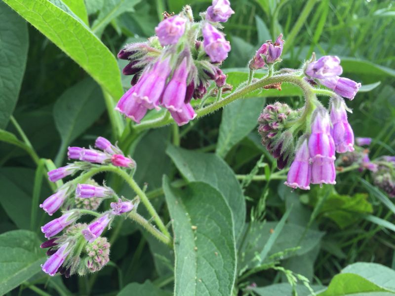 comfrey widely used in healing

