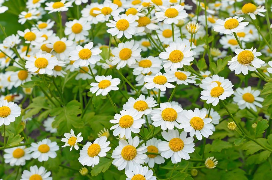Feverfew great for headaches and migraine