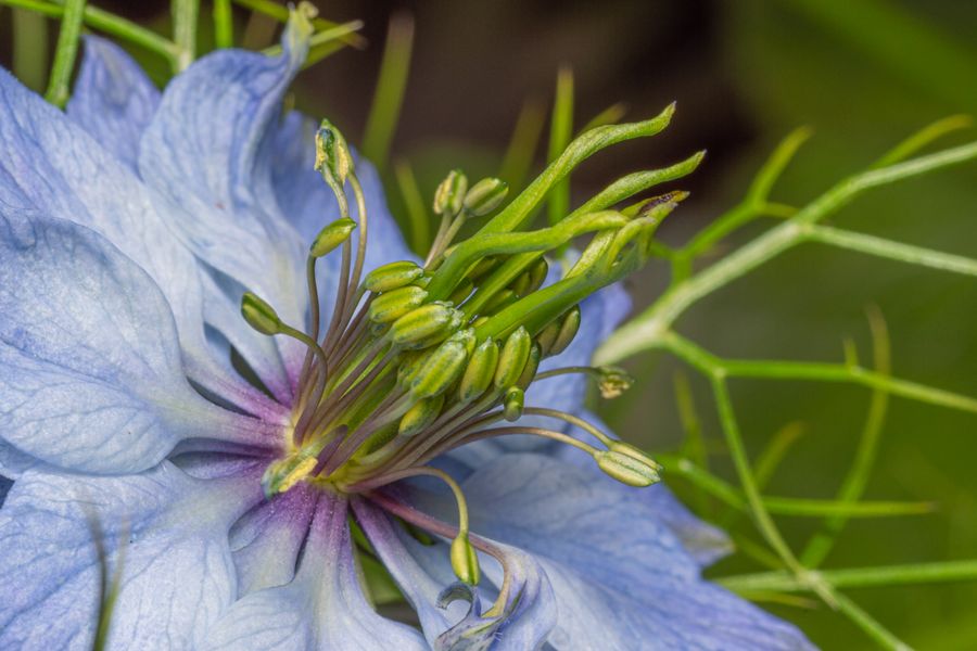 Closeup of a gorgeous flower