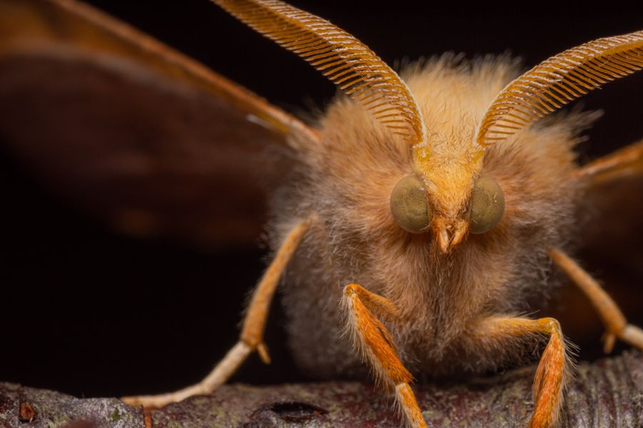 A male British moth