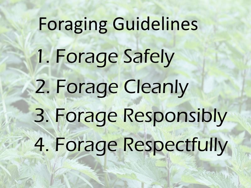 Foraging Guidelines in Brief