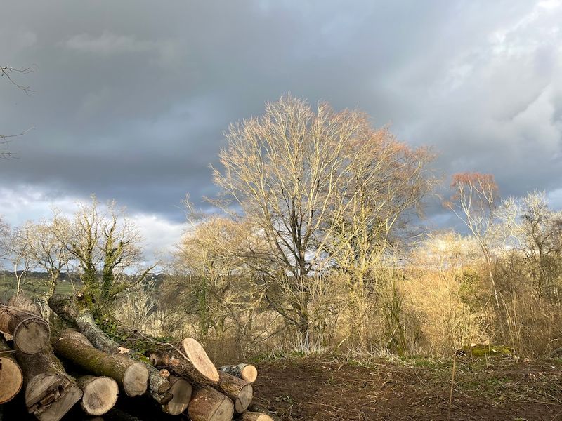 Felling, standing and replanting at Voltaire's Wood, all under a thundery sky