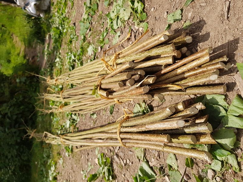 Coppice bundles, ready for gardens