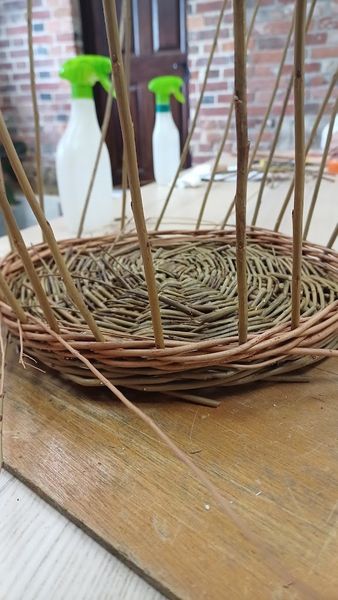 Willow Basket in progree