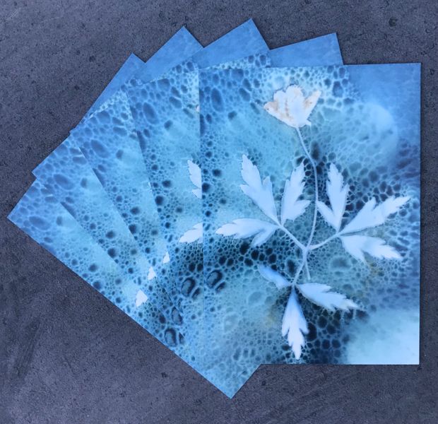 Wood anemone postcard