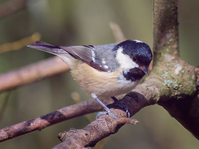 Cautious Coal Tit