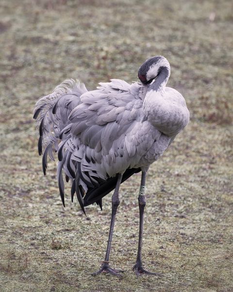 Preening Crane