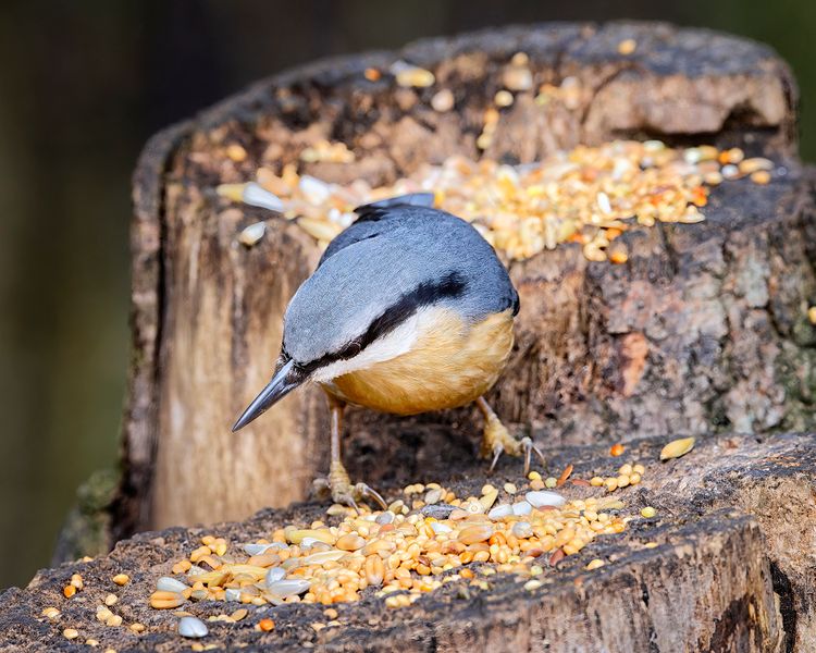 Feeding Nuthatch