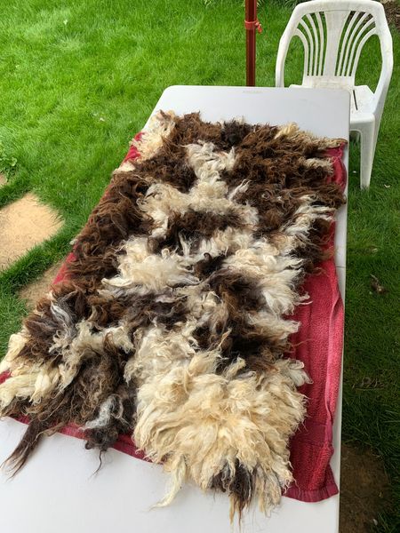 Jacob Fleece Rug made by workshop attendee