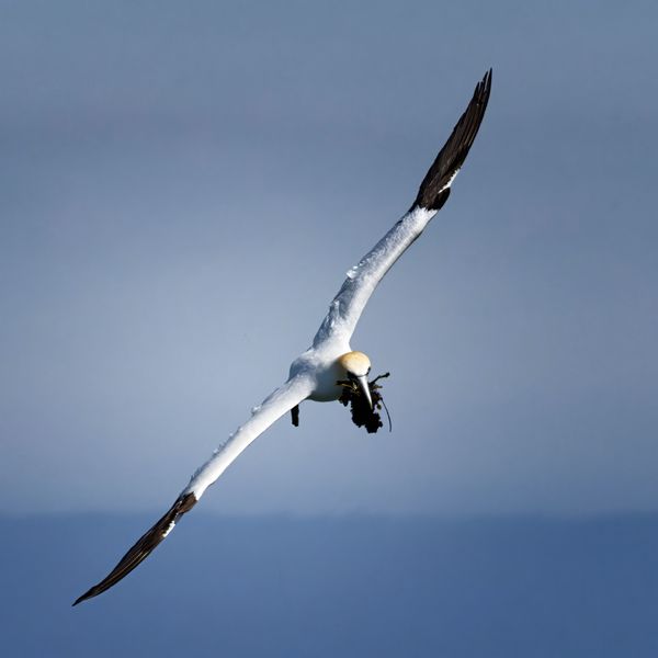 Gannet with nesting material