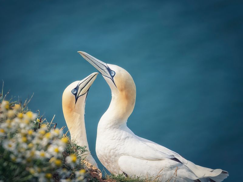 Courting Gannets