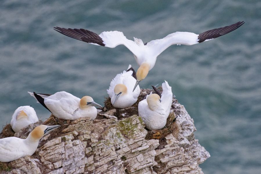 Gannet looking to land