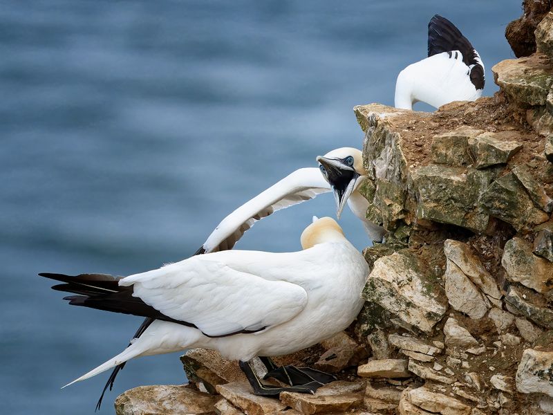 2 Gannets fight for nesting spots