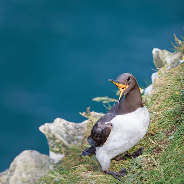 A guillemot with open gape at Bempton