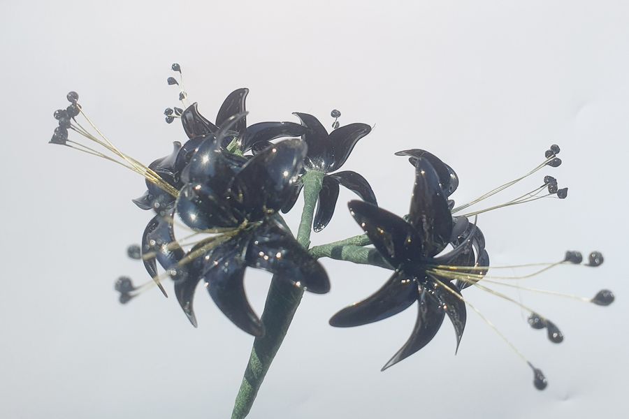 The Spider Lily is also known as the Hell Fire Lily - so a sinister black