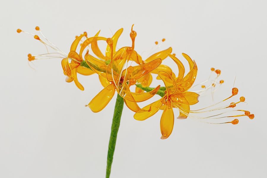 The yellow Spider Lily