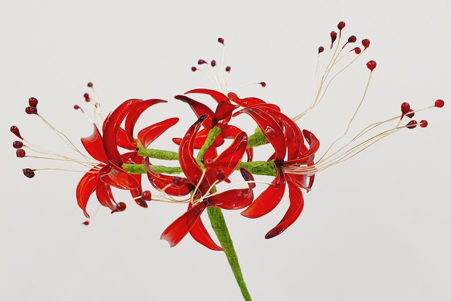 The red Spider Lily