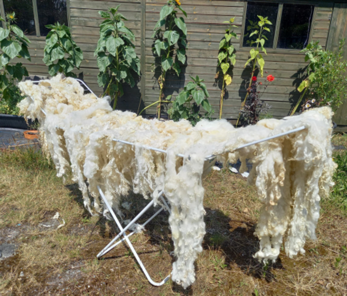 Washed fleece drying on airer
