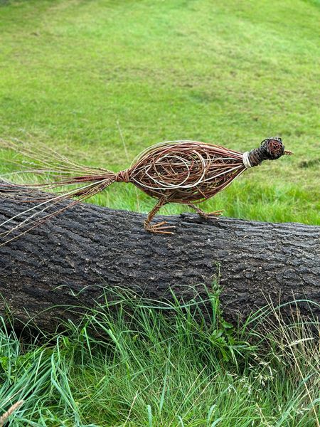 Willow pheasant