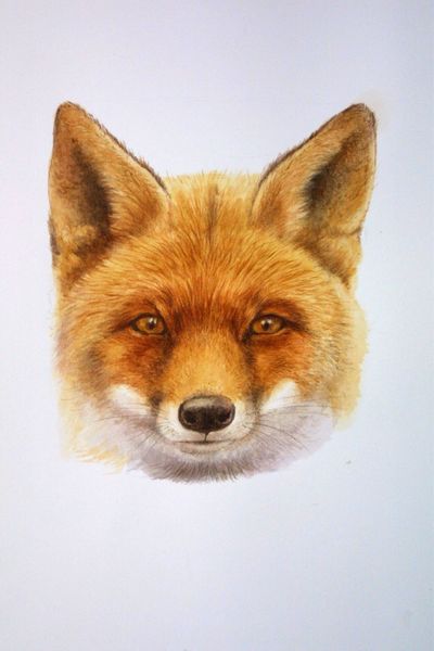 Red Fox