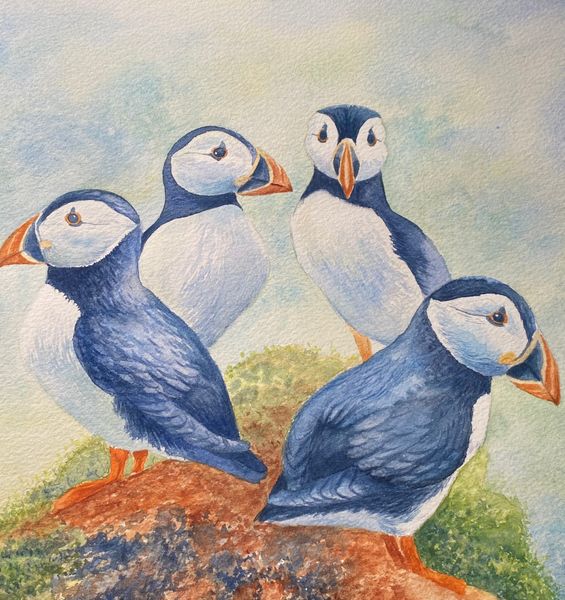 Puffins on rocks 