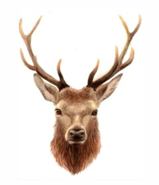 Noble Stag