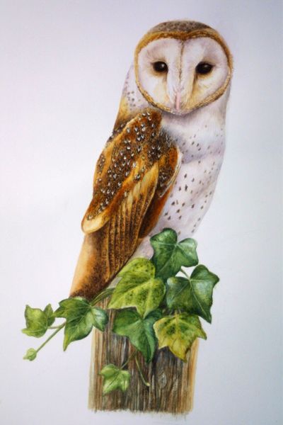 Barn Owl with ivy