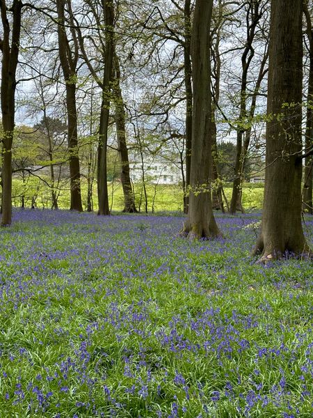 Beautiful bluebells in the woodland.  If we are lucky they may be in bloom 