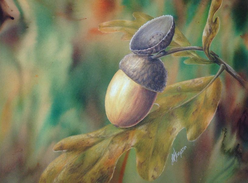 Oak Leaves and Acorn Botanical Coloured Pencil Drawing with Linda Hampson