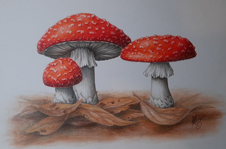 Fly Agaric Botanical Coloured Pencil Drawing with Linda Hampson