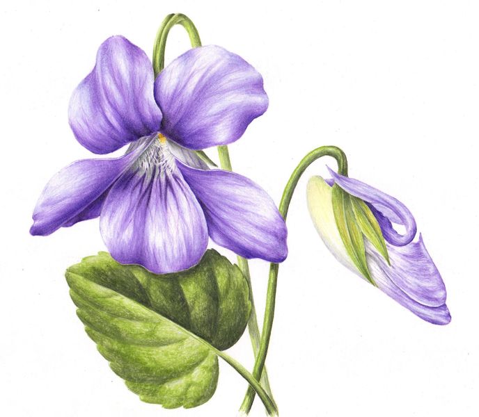 Dog Violet Botanical Coloured Pencil Drawing with Linda Hampson