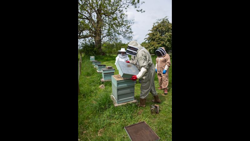 discussing apiary management and hive siting