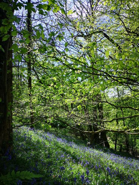 The Woodland at Golden Hill Wood with Bluebells