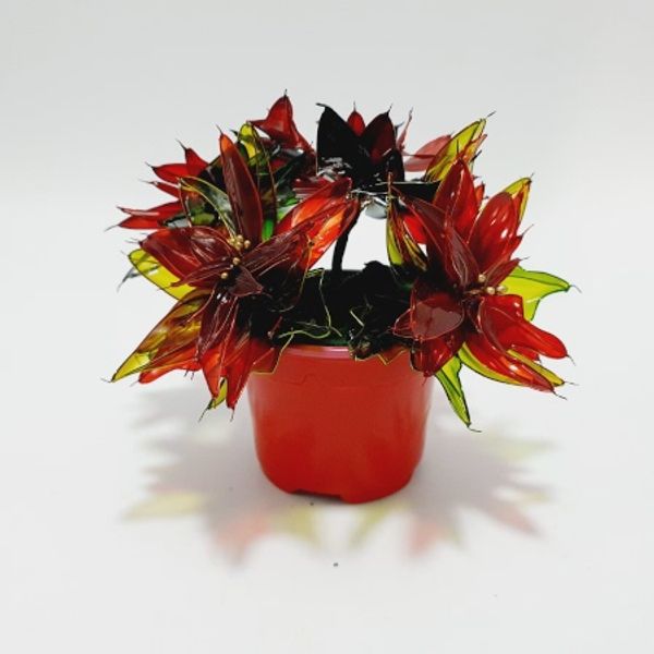 Poinsettias and leaves in a coloured pot.