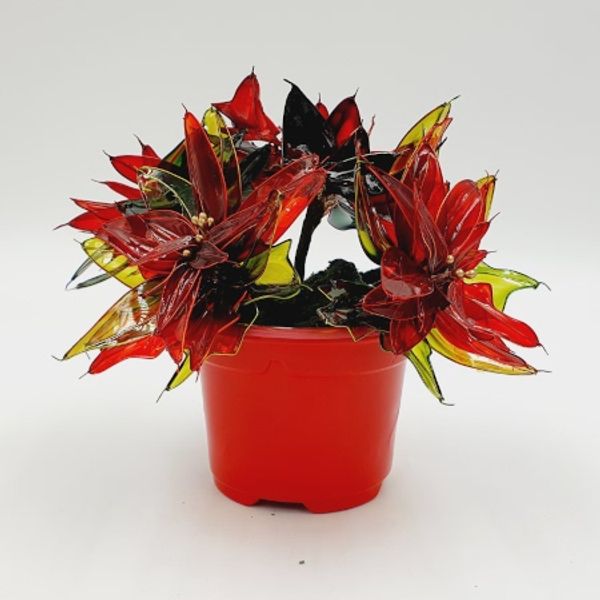 Poinsettias are the floral symbol of Christmas