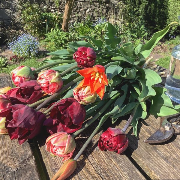 April tulips, freshly cut from the garden