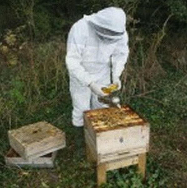 beekeeping course in Gloucestershire