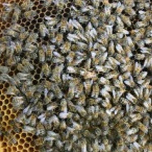 bee keeping course in Chipping Campden, Cotswolds