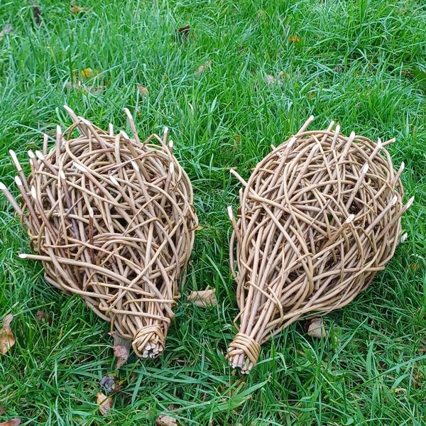 willow Hedgehogs