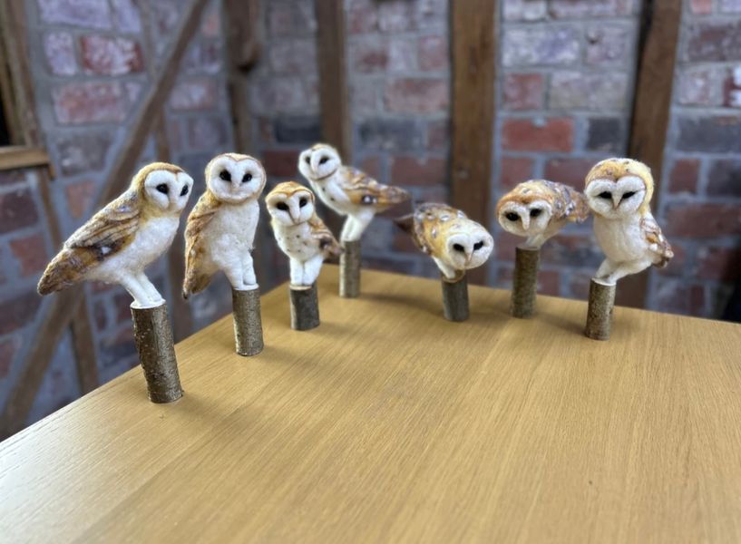 A parliament of wise owls, bringing fresh inspiration to the world!