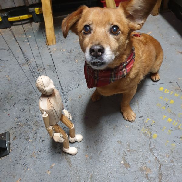 workshop dog