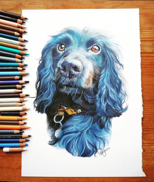 A4 colour pencil, pet portrait